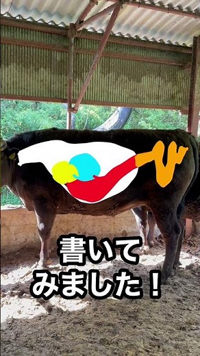 【牛の胃の構造】日本人の3割しか知らない🐃