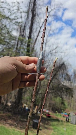Apple tree repair pt 3