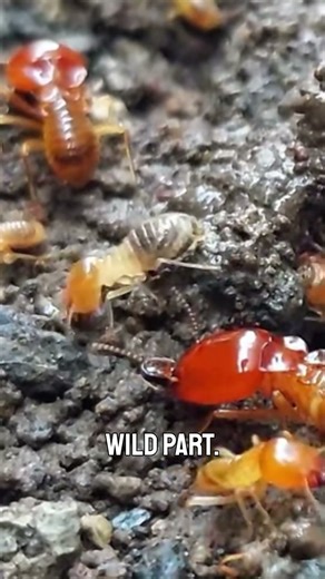 “The Queen Termite’s Shocking Secret 👑🐜 #animals #facts”
