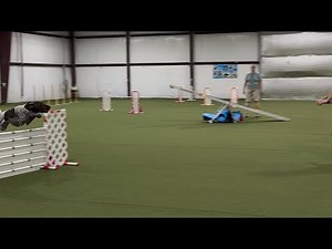 Electra, AKC Agility; Time to Beat (T2B) Q5