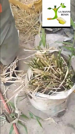 culture de gingembre en Pot@maisondesproduitlocaux@toutlemonde https://www.youtube.com/@lamannebenin
