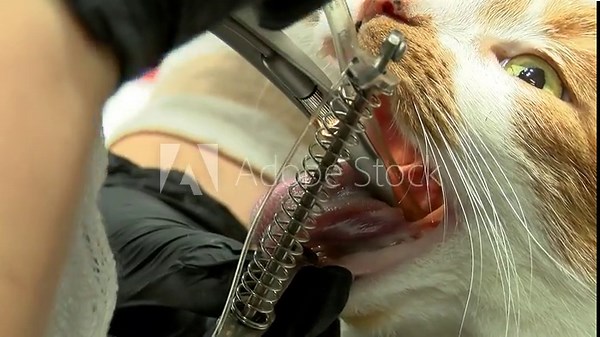 Veterinarian Performing Dental Procedure on a Domestic Cat in a Clinical Setting