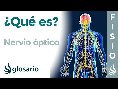 NERVIO ÓPTICO | Qué es, dónde se origina, recorrido, ramificaciones, qué zonas inerva y lesiones