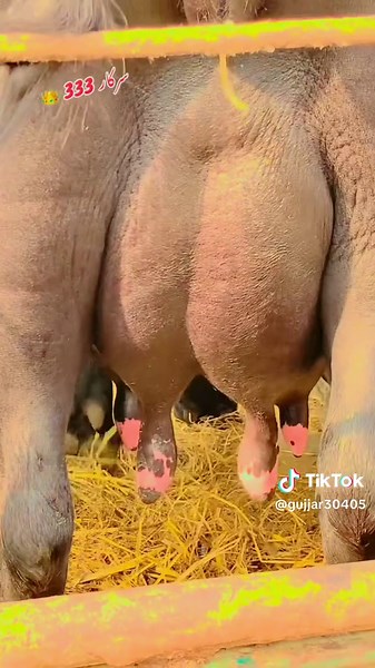 Exploring the Culture of Gujar Families in Swat