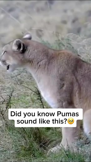 Wildlife and Rescue on Instagram: "Pumas, also known as cougars or mountain lions, are known for their distinctive vocalizations, which include a range of sounds such as growls, screams, and chirps. One of their most recognizable calls is a high-pitched scream that can echo through their mountainous habitats, often heard during mating season or when establishing territory. These vocalizations serve various purposes, from communication with other pumas to signaling their presence to potential riv