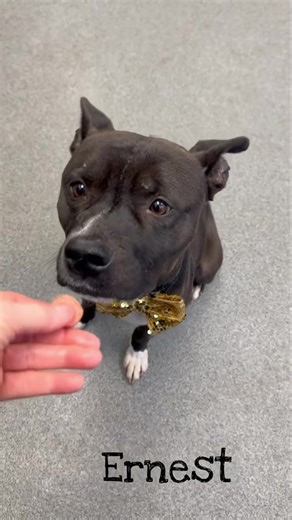 6.6K views · 576 reactions | Meet Ernest Genesee County Animal Control | Genesee County Animal Shelter Dogs and Cats | Facebook