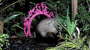 Little Pumpkin is a sly little Fox, Mr Lumpy knew she was there but was too busy munching on his nuts 😆🐾🐾🦊❤️ | Mr Lumpy & Friends.