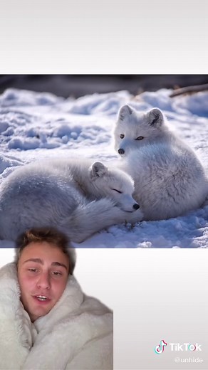 Discover Fascinating Arctic Fox Facts You Never Knew