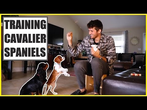Puppy Training - Cavalier King Charles Spaniel