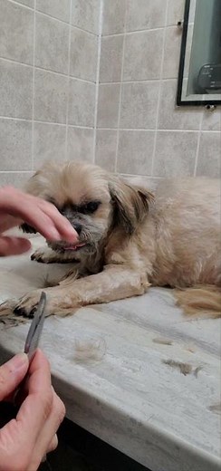 Dog grooming without restraints, multiple demos,