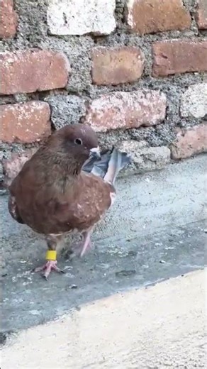 Banarashi Laal Jalehuye Tamde Kabutar (9586344792)#pigeon #kabootar #kabutar #pigeonsale #birds