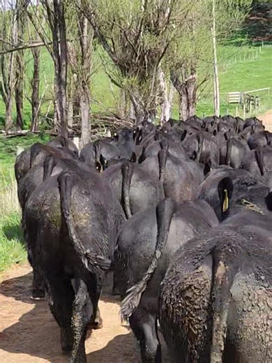 V-bull selection for 2026 Autumn Bull Sale on Friday 13 March 2026 complete Angus Australia Come see us and meet the bulls BEEF WEEK Open Day Saturday 31 January 2026. #angusaustralia #blackangusbullsforsale #blackangusbulls #gippslandbred #bulls #iusemerlewoodangusbulls #grassfedbeef #cattleforsale #blackanguscattle #anguscattle #iuseangusbulls #blackangusbeef #angusprime #anguspremium #merlewoodangus #BlackAngusBulls #ibuymerlewoodanguscattle #merlewood #blackangusstud #farming | Merlewood Ang
