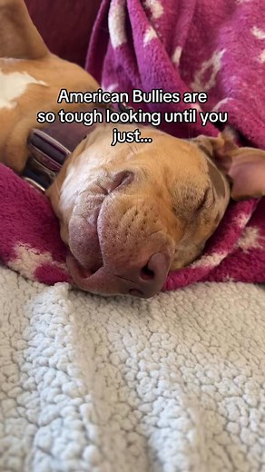 1.2K views · 22 reactions | They have such big heads but tiny front teeth  #doglifestyle #xlbully #dogtok #americanbully #dogsoftiktok | Erika King | Facebook