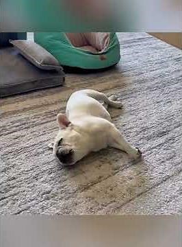 What Do Dogs Dream About? 🐶 You Won’t Believe This!