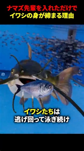 ナマズ先輩を入れただけでイワシの身が締まる理由 #海外 #shorts