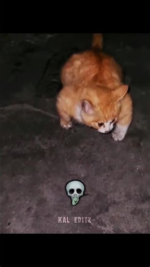 Sigma Cat Aura 🔥 #cat #shorts #catshorts #trollfaceedit