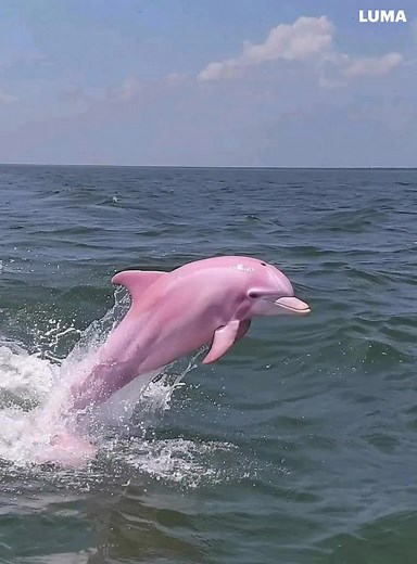 MrMahogany on TikTok