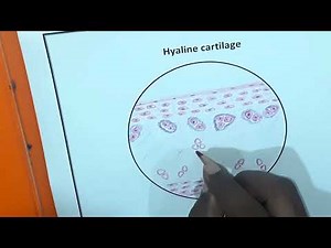 Hyaline Cartilage Histology Drawing | Easy Anatomy Explanation