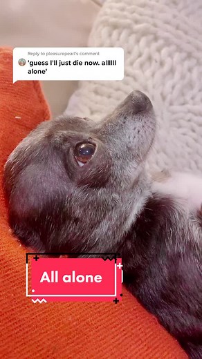 Donkey Sings 'I'm All Alone' from Shrek | Reply to @pleasurepearl