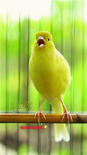 Yellow Canary Singing So Beautifully #birds #canary #animals