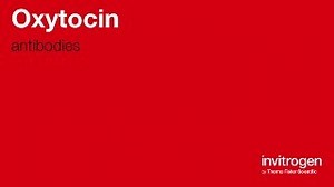 Anti-Oxytocin Antibodies | Invitrogen