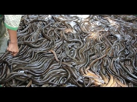 agriculture - eel raising technique