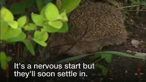 49K views · 244 reactions | 50 hedgehogs are starting life in Burton Fleming - #Yorkshire's first hedgehog friendly village! | BBC East Yorkshire | Facebook