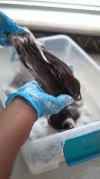 Five tips for custom color on hair extensions and bundles #BW2plus #wigs #ClairolPro #extensions