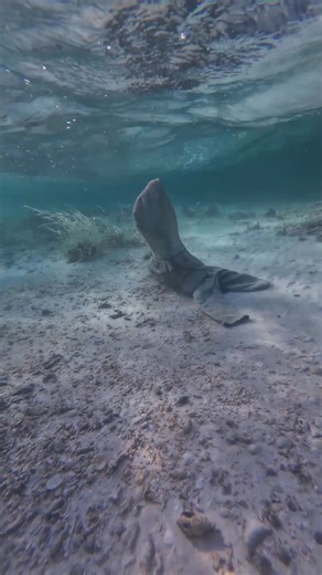 #Snorkeling #freediving #memyelam #berenang | Tajong Comp