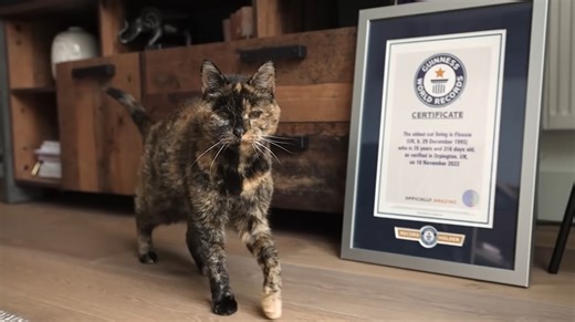 World's oldest cat celebrates 30th birthday