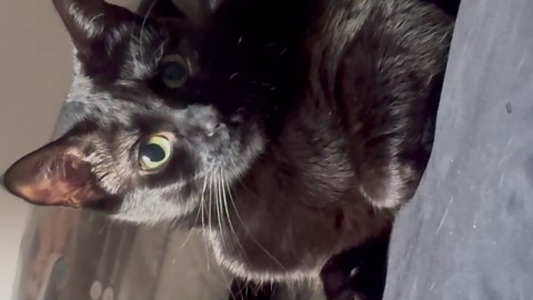 Cat’s Pupils Keep Getting Bigger