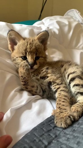 Savannah Cats on TikTok