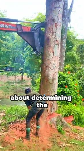 Even beginners can do it if they cut a tree like this #chainsaw #wood #sawblade #tree #logging