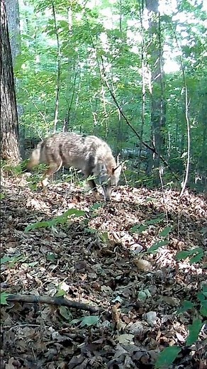 Coyote Looks Around