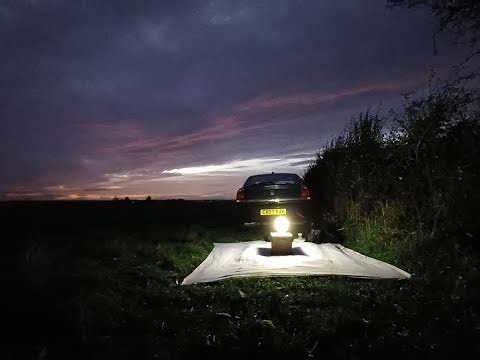 Moth trapping, fireworks and a comet - Lound Wood November 5th 2025