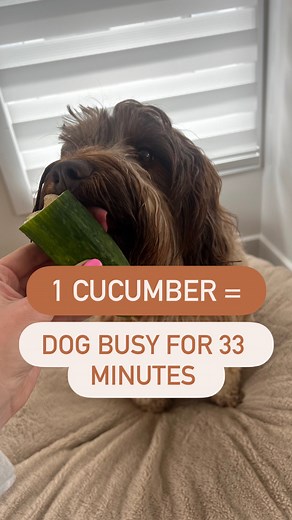 Dogs Made Simple | Your Dog Mom Community | 1 cucumber = dog busy 33 minutes!!🤩 #dogenrichment #dogenrichmentactivities #dogenrichmentideas #dogfun #doggames #busydogs #busydog... | Instagram