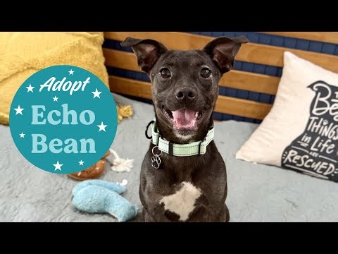 Adoptable Echo Bean | Tiny Lap Donut