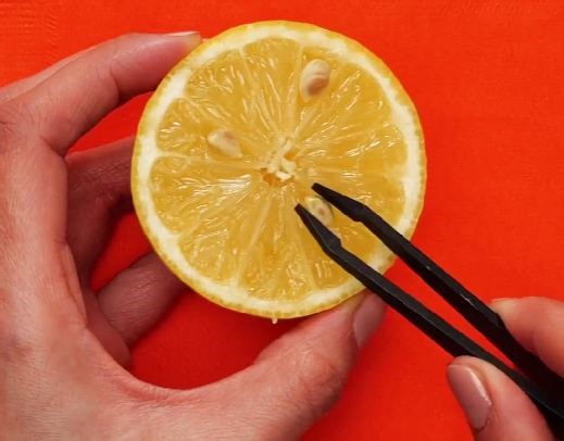 360K views · 1.6K reactions | Kitchen Waste, Garden Taste! Plants Born from Leftovers | 5-Minute Crafts | Facebook