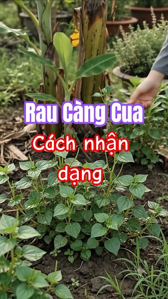 Rau Càng Cua Là Rau Gì? Cách Nhận Dạng Chuẩn