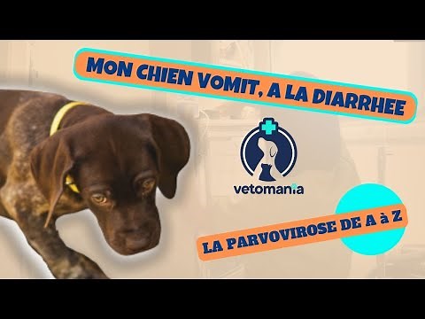 MON CHIEN VOMIT, A LA DIARRHÉE: LA PARVOVIROSE de A à Z