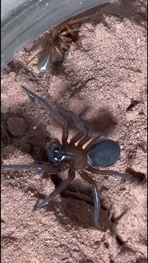 Giant Funnel-Web vs Red Fanged — who survives this clash? 👀🕷️💥 #insects #insectsofinstagram #bugs #insectlife #wildlife #insectopia #redfang | Insectopia