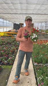 Cuidados de la Clavelina o clavel chino Mucho sol y directo, lo imprescindible en los cuidados de la Clavelina. Ubicación tanto en interior o en exterior, una de sus bondades. Riego adaptado a cada época del año, fundamental. Abonado desde la primavera, el refuerzo de la floración. #viral #viveros #horticulture #parati #campo #flores #horticultura #angelillescas #viverosviral #huerta #invernaderos | Viveros viral