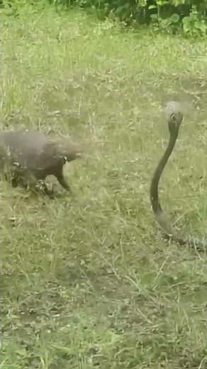 Cobra and Mongoose 1 | Fight | Cobra Mongoose Fight