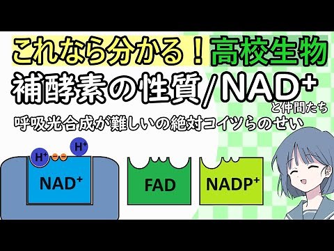 [High School Biology] Properties of NAD⁺ NADP⁺ FAD/Coenzymes [Understanding through animation] Me...