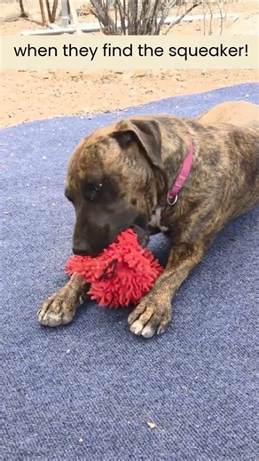 Abby finds the squeaker!