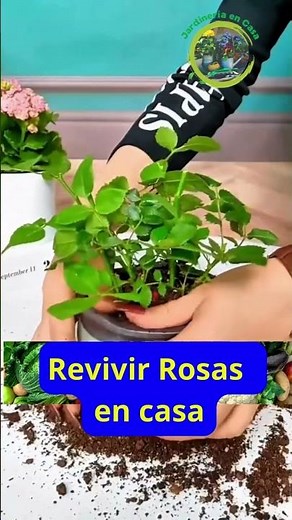 Revivir Rosas Cómo Recuperar Rosas Marchitas en Casa