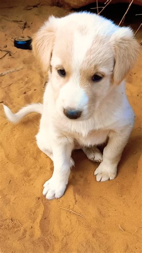 “Tiny Lab Mix Puppy = Big Cuteness Overload! 🤯🐾”