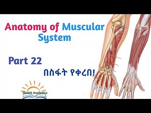 Anatomy of Muscular System, Posterior Forearm Muscles, Interesting Video with Amharic Speech,Part 22