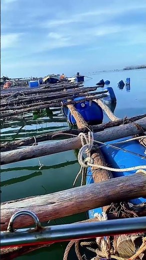 Tạo Ổ Câu Cá Tráp (Hanh) - Cần Ikada - Mồi Bột Từ Thịt Cá Nục - Tập 5 #ikada #caucabien #shorts