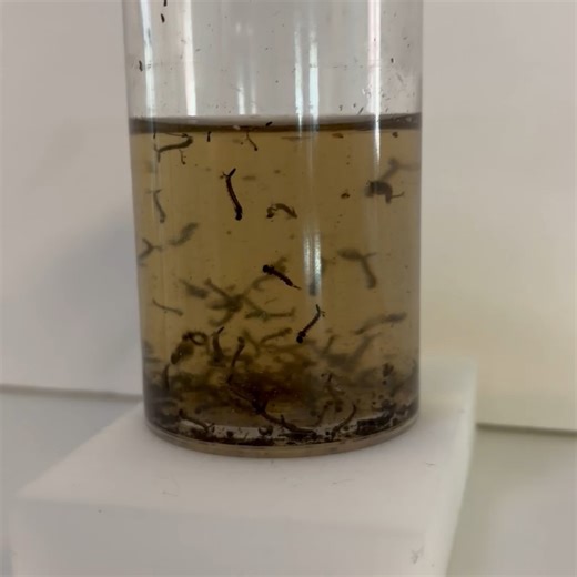 ACMAD on Instagram: "We're finding mosquitoes already this year. Make sure to dump, drain or screen any standing water on your property, so that you won't have mosquitoes producing near your home. If you need help, call us at 510-783-7744 or Request Service at www.mosquitoes.org"